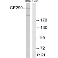 CEP290 antibody