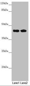 CEP44 Antibody