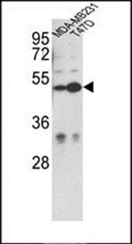 CEP55 antibody