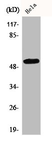 CEP55 Antibody
