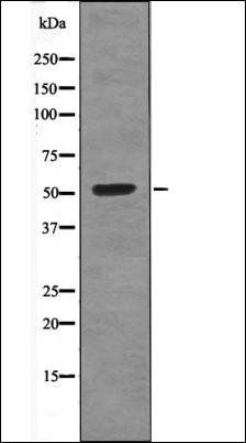 CEP55 (Phospho-Ser425) antibody
