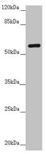 CEP57 antibody