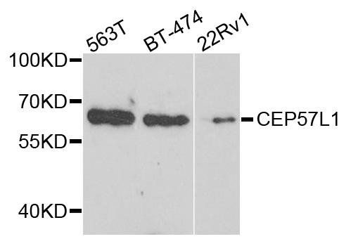 CEP57L1 antibody