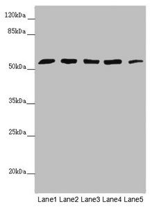 CEP57L1 antibody