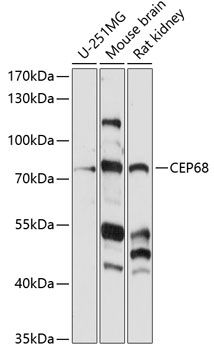 CEP68 antibody