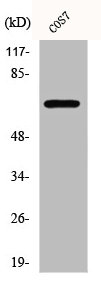 CEP70 antibody