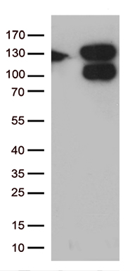 CEP72 antibody