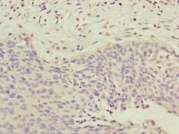 CEP72 Antibody