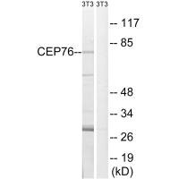 CEP76 antibody