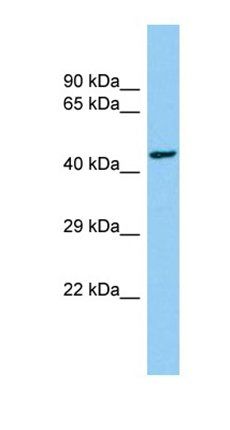CEP85L antibody