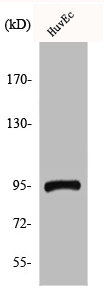 CEP95 antibody