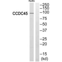 CEP95 antibody