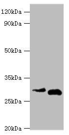 CER1 antibody