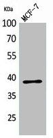 CER1 antibody