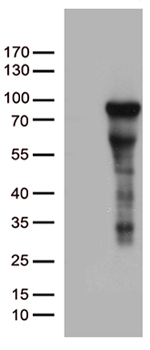 Ceramide synthase 2 (CERS2) antibody