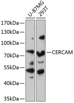 CERCAM antibody