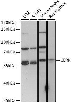 CERK antibody