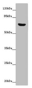 CERKL antibody