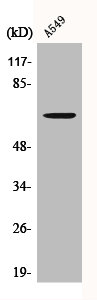 CERKL antibody