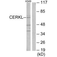 CERKL Antibody