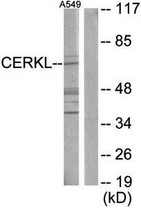 CERKL Antibody