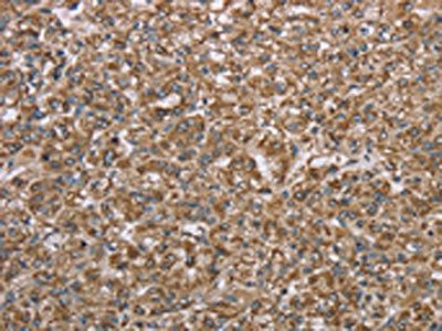 CERS4 Antibody