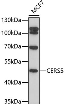 CERS5 antibody