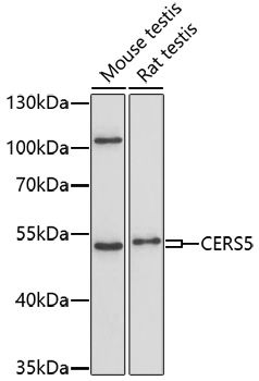 CERS5 antibody
