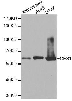 CES1 antibody