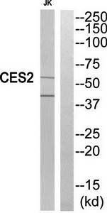 CES2 antibody