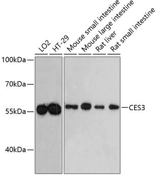 CES3 antibody