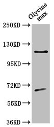 CESA4 Antibody