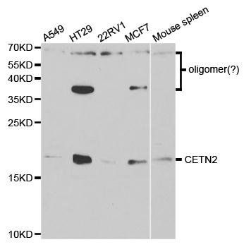 CETN2 antibody