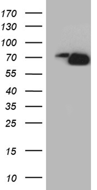 Cezanne (OTUD7B) antibody