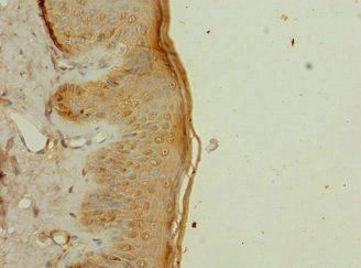 CFAP20 Antibody
