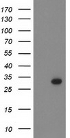 CFAP298 antibody