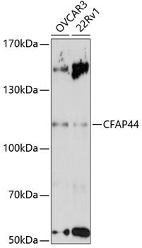 CFAP44 antibody