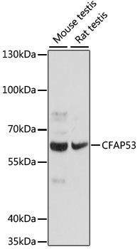 CFAP53 antibody