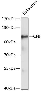 CFB antibody