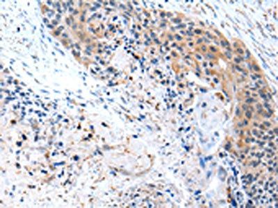 CFC1 Antibody