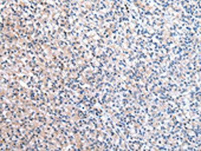 CFC1 Antibody