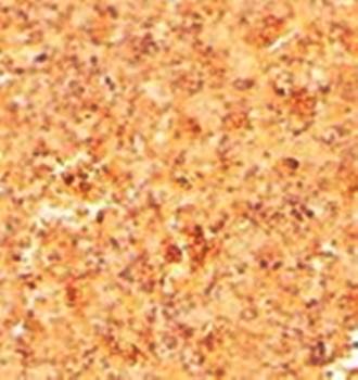 Goat anti-CFC1 / Cripto-1 Antibody