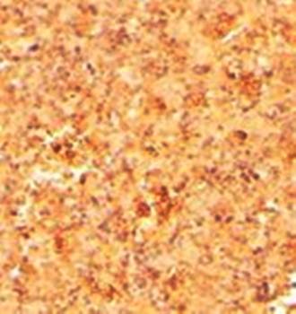 CFC1 antibody