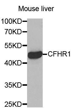 CFHR1 antibody