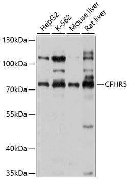 CFHR5 antibody