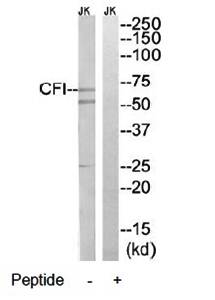 CFI antibody