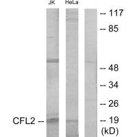 CFL1 antibody