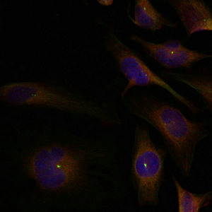 CFL1/CFL2 (Ab-88) antibody
