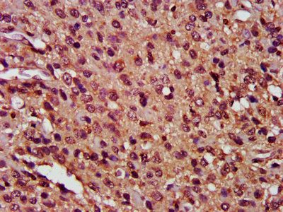 CFLAR Antibody