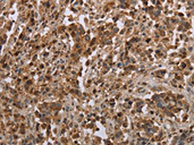 CFLAR Antibody